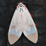 leopard moth, china, 2012