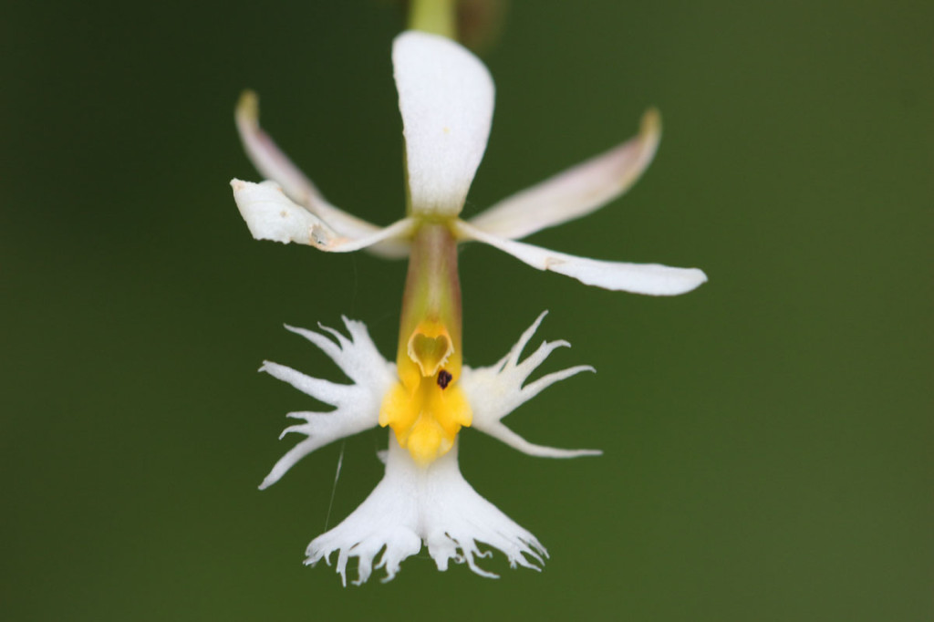 fringed epidendrum, colombia, 2012