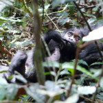 mountain gorilla infant, uganda, 2009