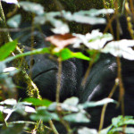 mountain gorilla, uganda, 2009