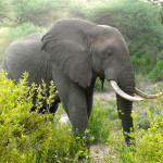 elephant, tanzania, 2009