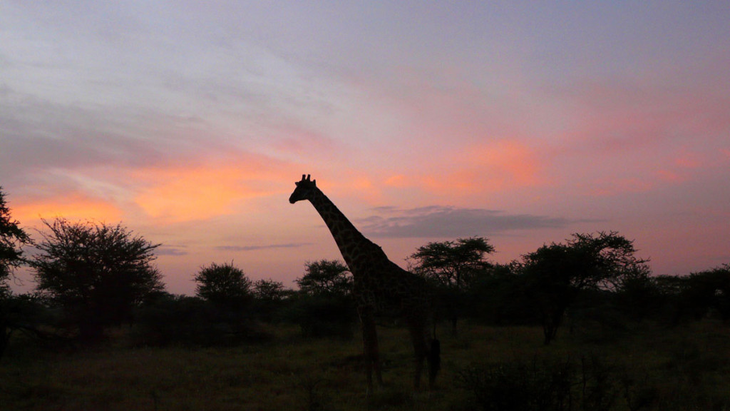 giraffe, tanzania, 2009