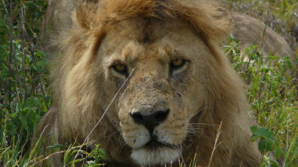 lion, masai mara, kenya, 2008