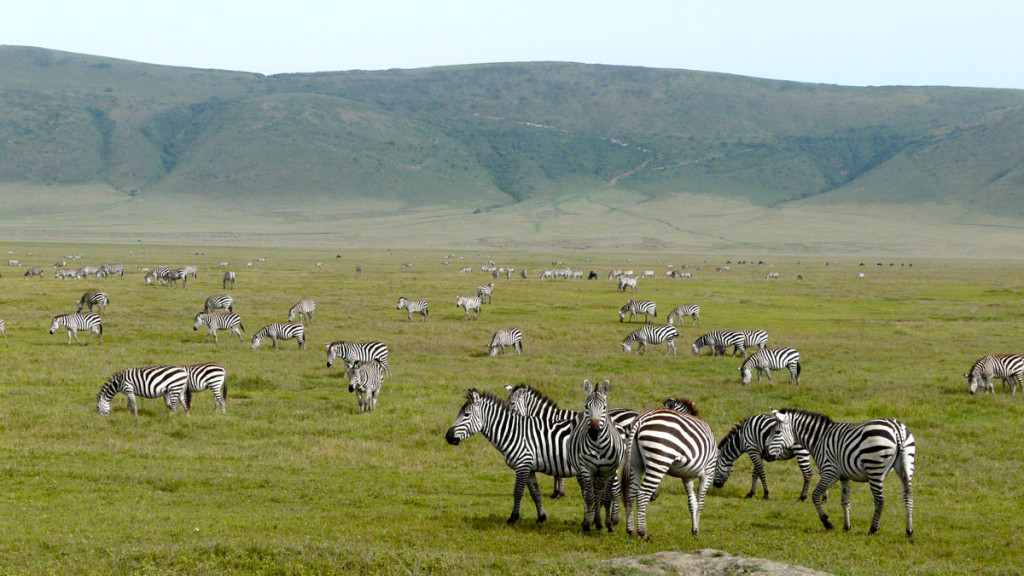 zebras, ngorongoro crater, tanzania, 2009