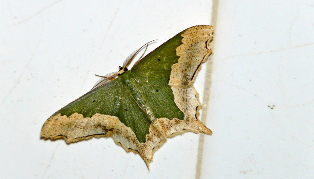 geometrid moth, thailand, 2012