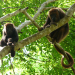 brown howler monkey, brazil, 2010