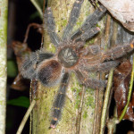 tarantula, colombia, 2013
