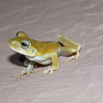 treefrog, guyana, 2011
