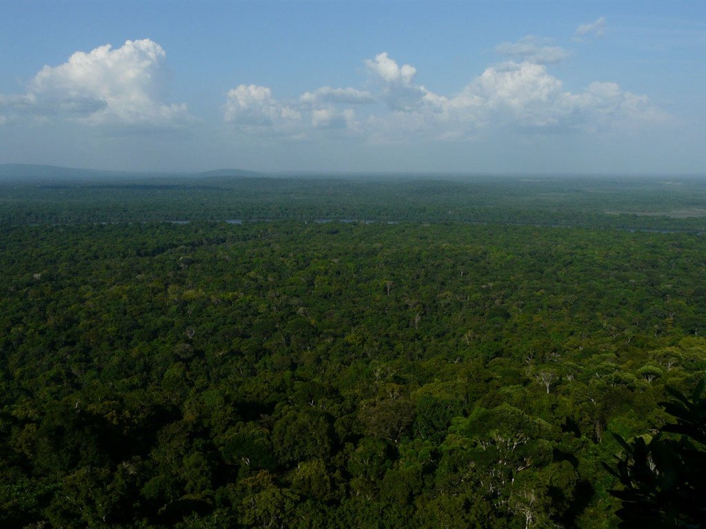 endless forest in iwokroma forest reserve, guyana, 2011