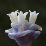 blue wax flower, dominica, 2012