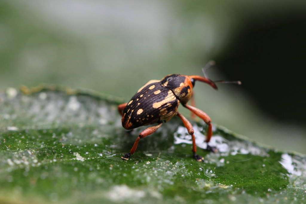 weevil, amazon, colombia, 2013