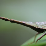 toothpick grasshopper, amazon, colombia, 2013