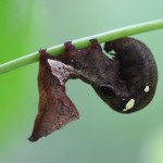 fruit piercing moth, amazon, colombia, 2013