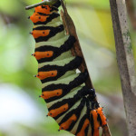 rothschild moth, amazon, colombia, 2012