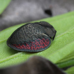colossal tortoise beetle, amazon, colombia, 2013