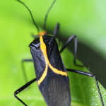 coreid bug, amazon, colombia, 2013