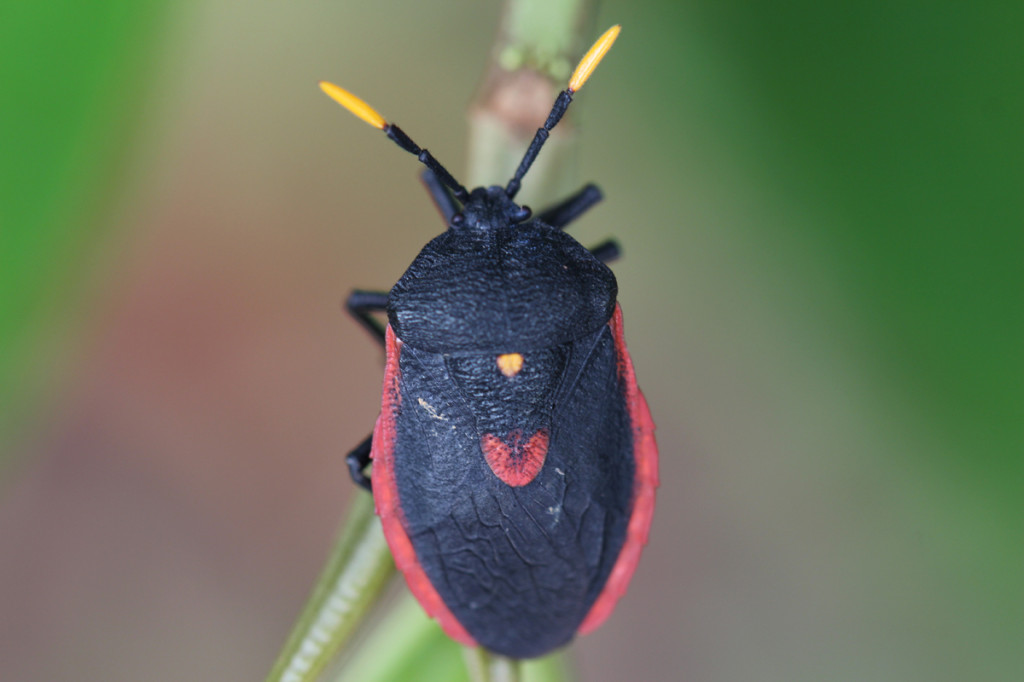 beetle, amazon, colombia, 2013