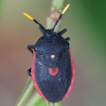 beetle, amazon, colombia, 2013