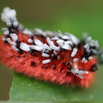 shag carpet caterpillar, amazon, colombia, 2013
