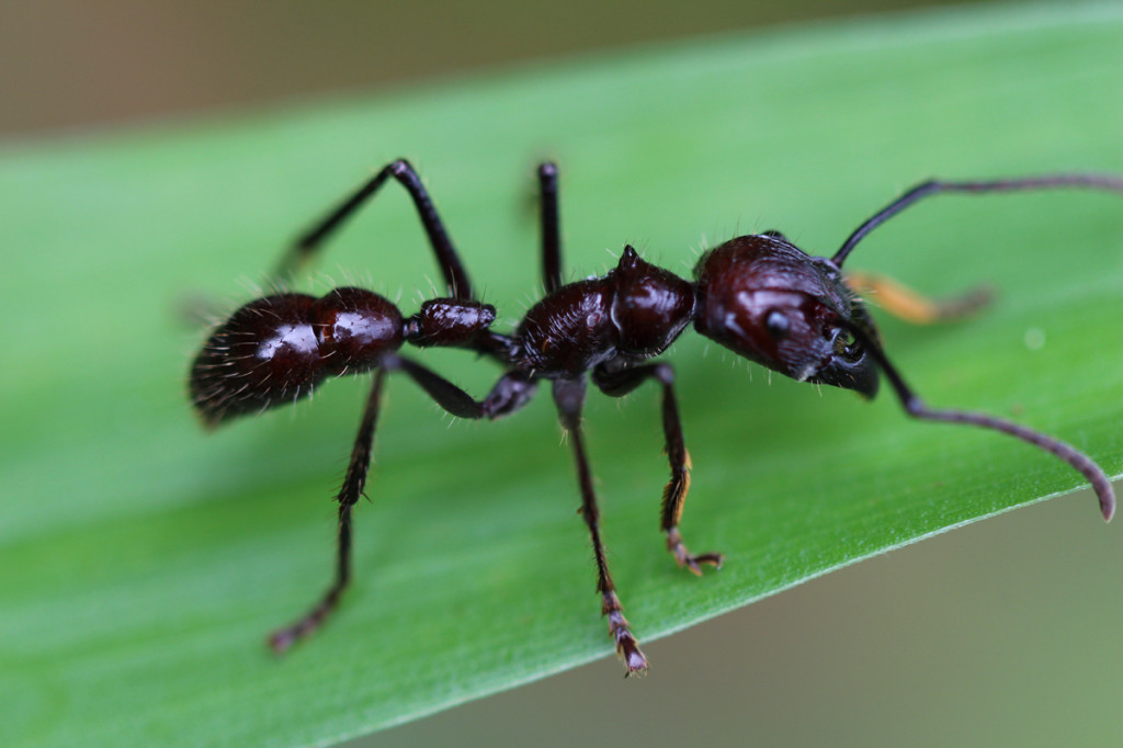 giant ant, amazon, colombia, 2013