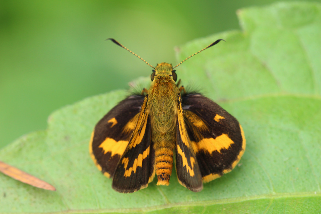 skipper butterfly, java, indonesia, 2013