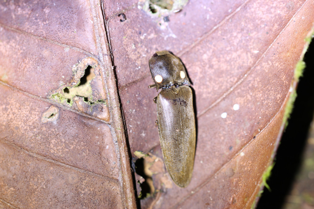luminous click beetle, amazon, colombia, 2013