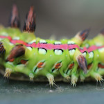 stinging nettle slug caterpillar, china, 2012