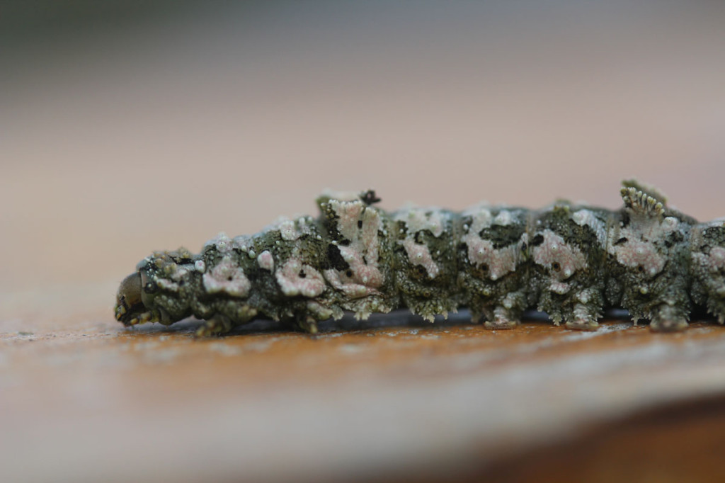 lichen caterpillar, china, 2012