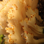 fungi, algonquin provincial park